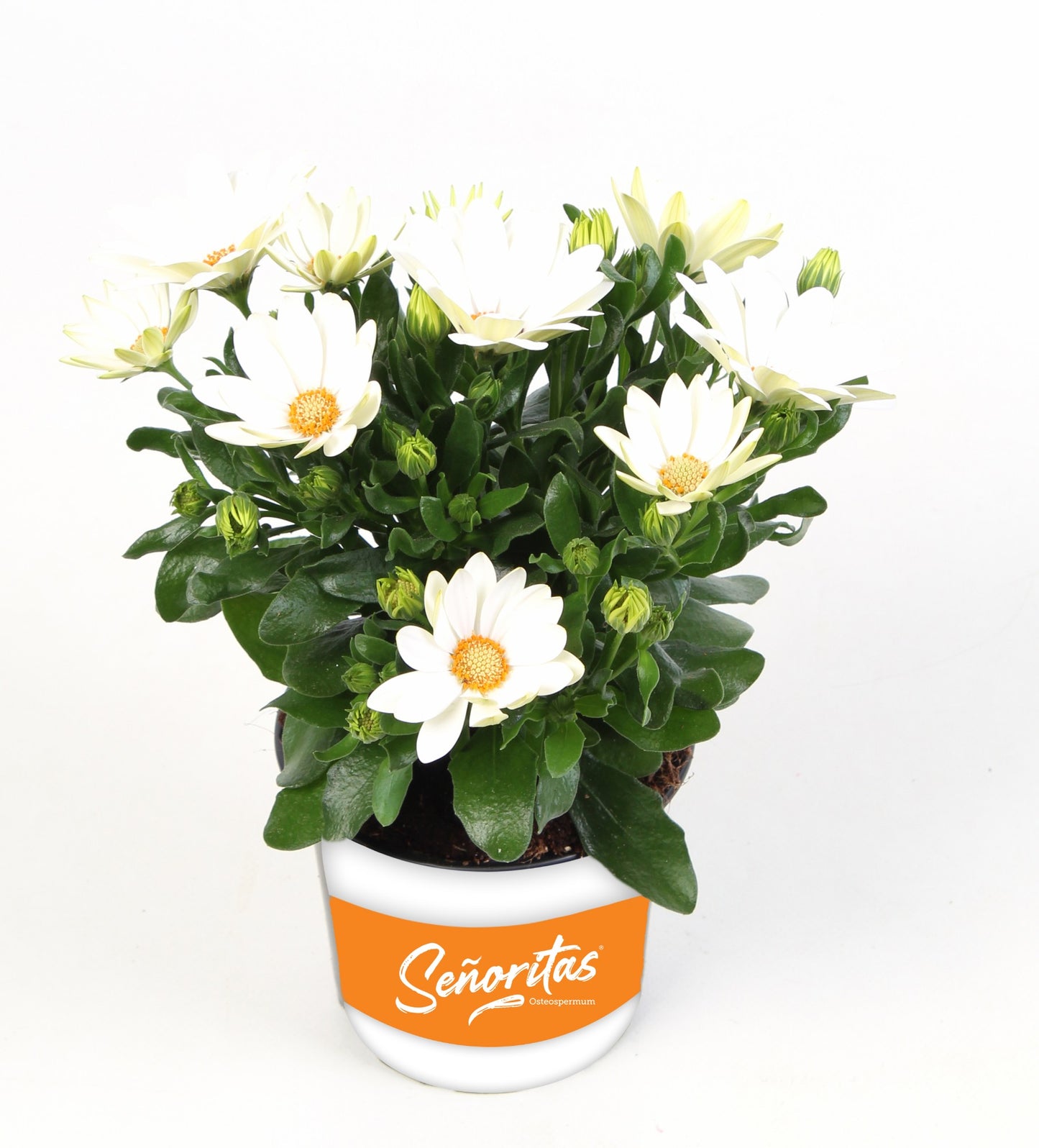 Osteospermum Sunny Pingo 20cm 510cm Pot
