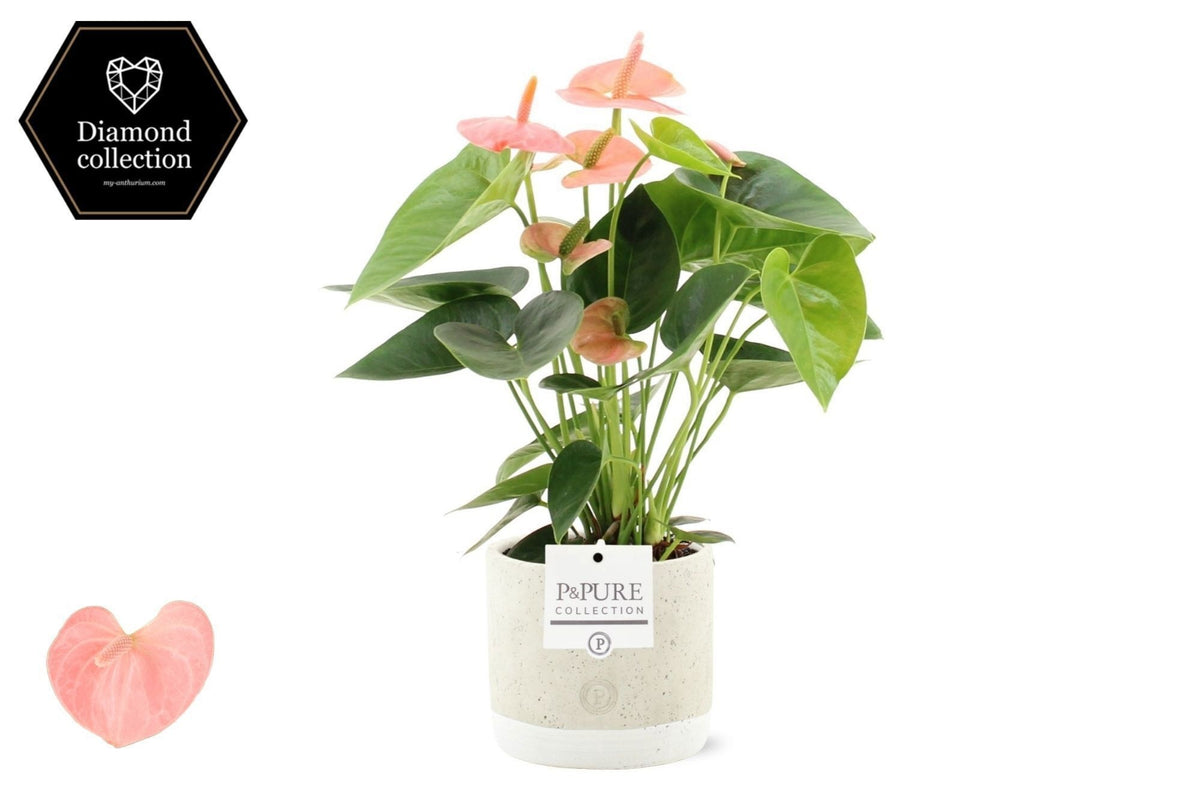 Anthurium Spirit 40cm 12cm Pot