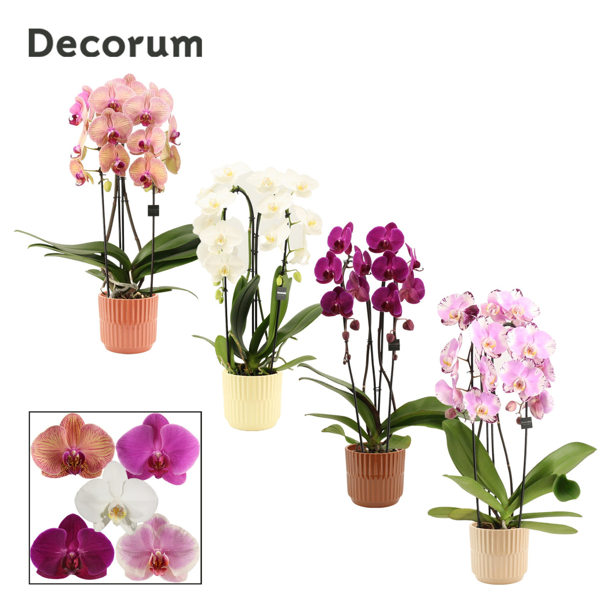 Phalaenopsis mix 55cm 12cm Pot