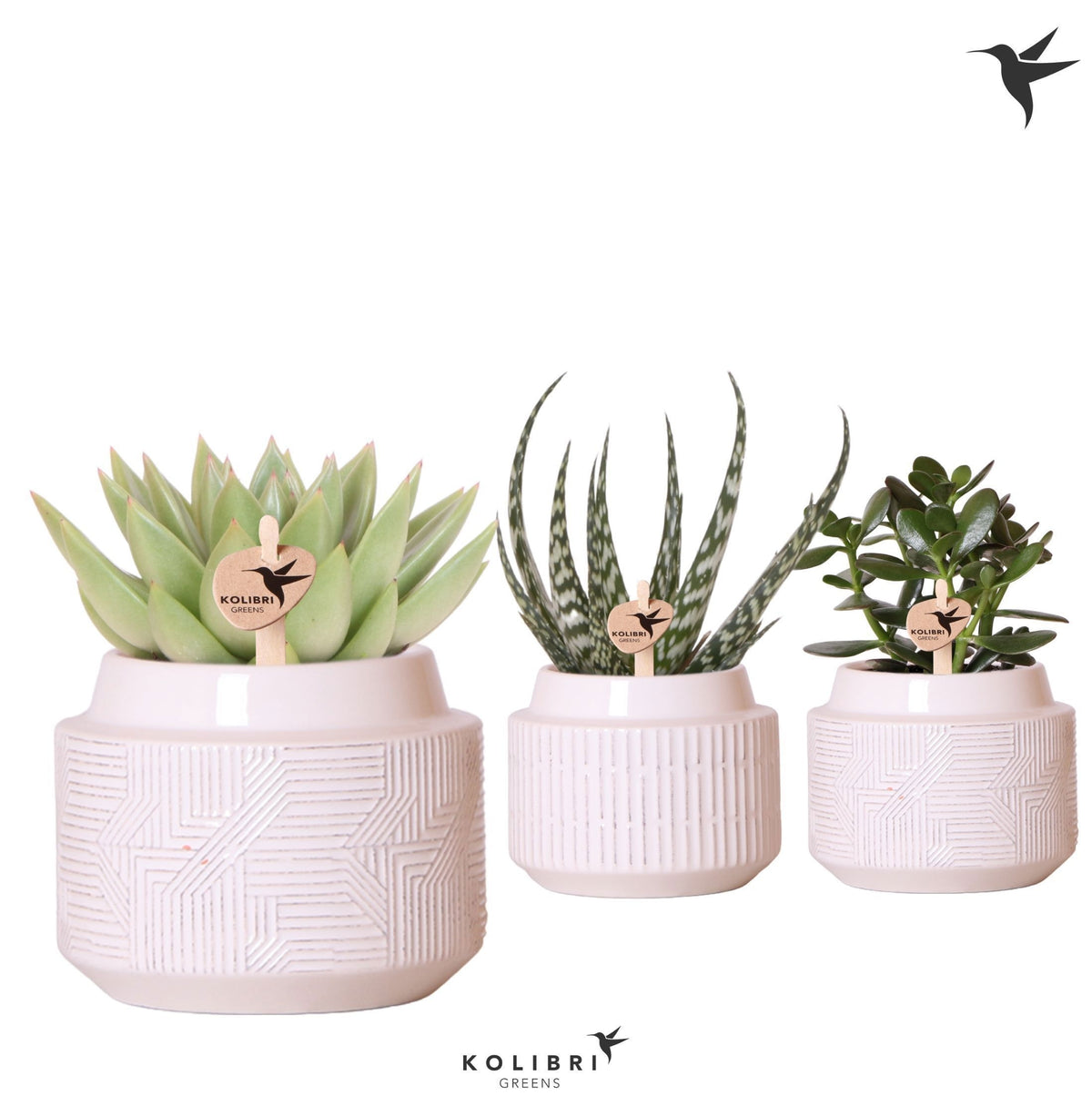 Succulent mix 20cm 9cm Pot