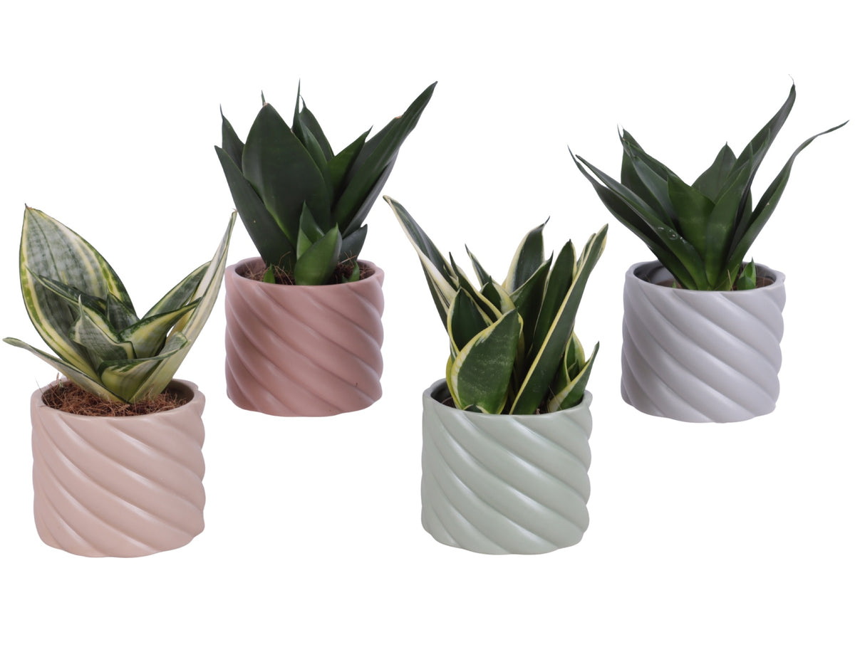 Sansevieria trifasciata 25cm 11cm Pot