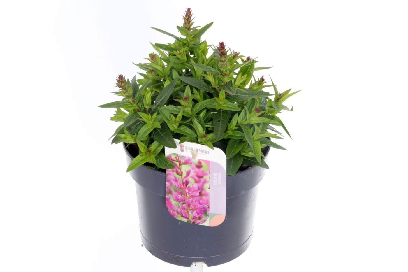 Lythrum Robin 30cm 17cm Pot