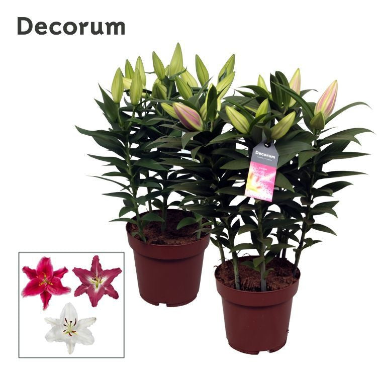 Lilium oriental mix 55cm 19cm Pot