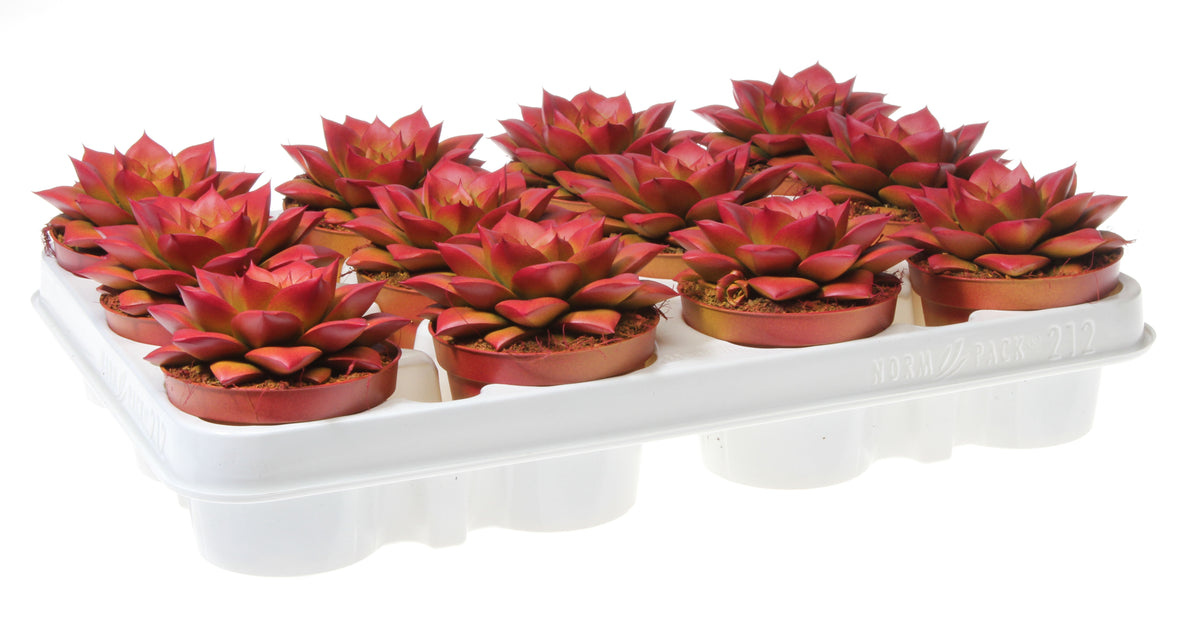 Echeveria Purpusorum 10cm 8.5cm Pot
