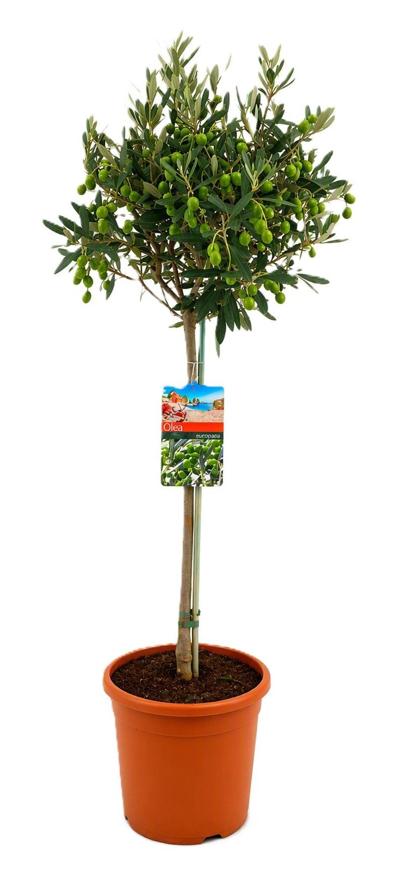 Olea europaea 100cm 21cm Pot