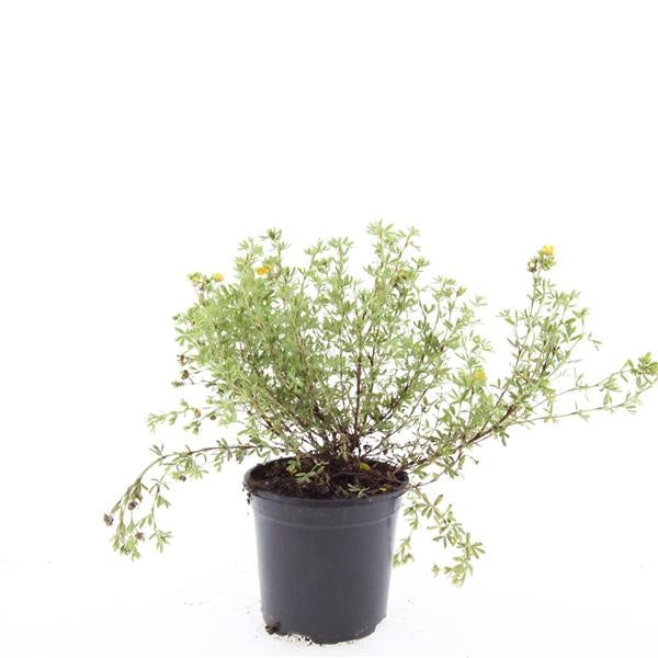 Boer, W.T.M. de Potentilla frut. Tangerine Pack of 8