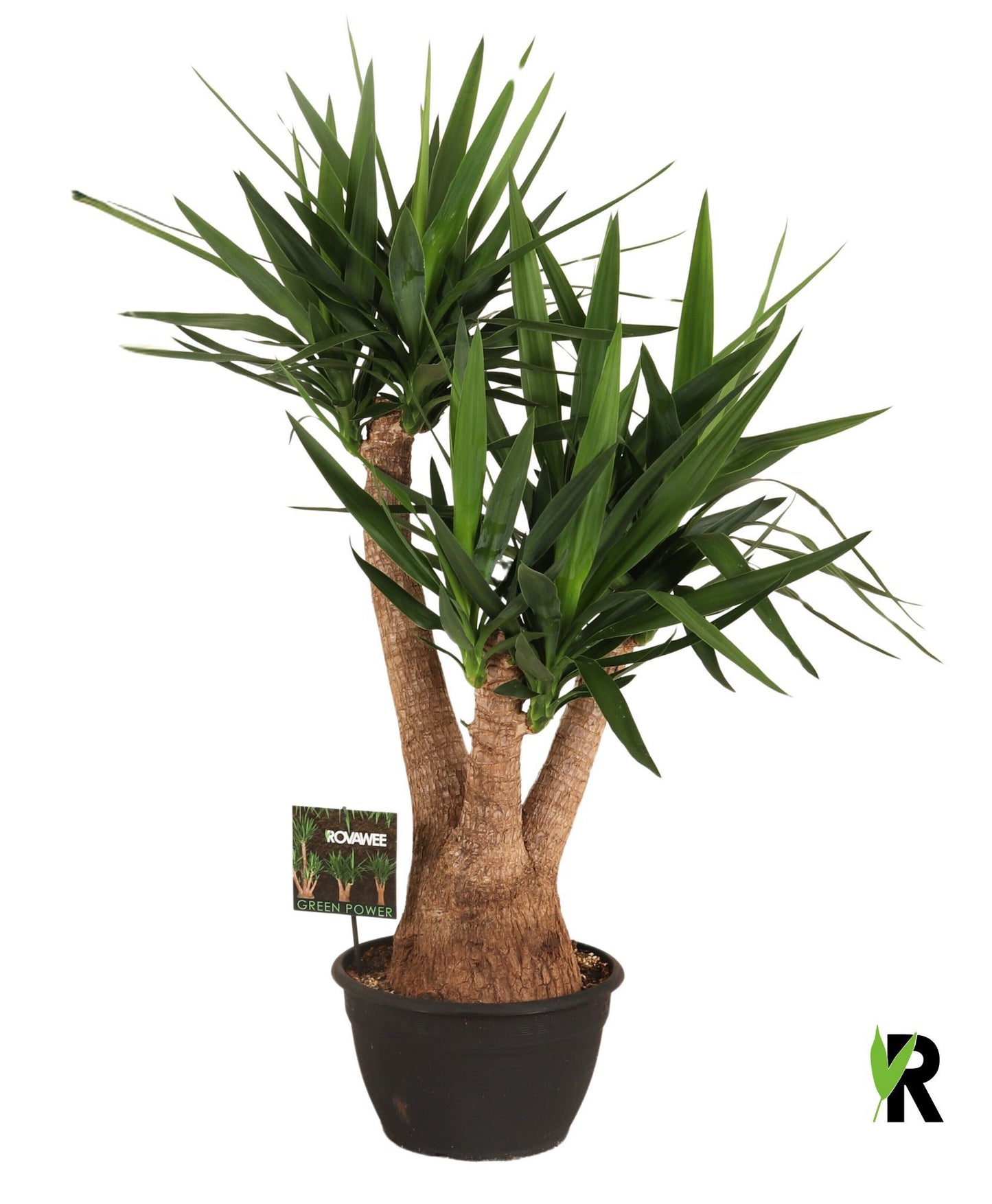 Yucca branched 120cm 30cm Pot