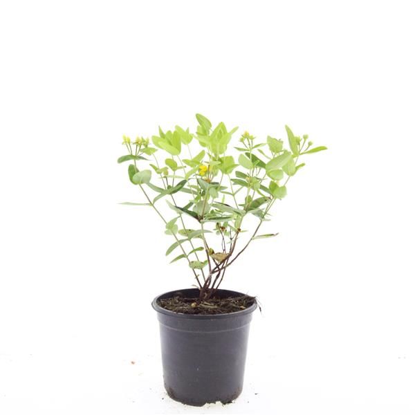 Hypericum inodorum 10cm 14cm Pot