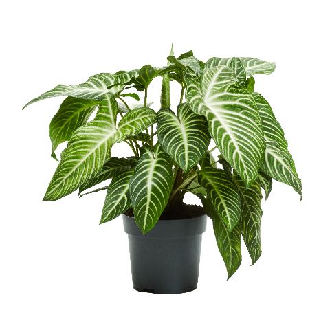 Xanthosoma lindenii 80cm 24cm Pot