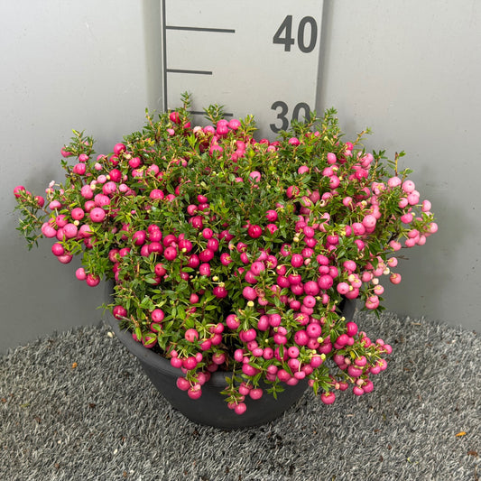 Gaultheria procumbens 42cm 25cm Pot