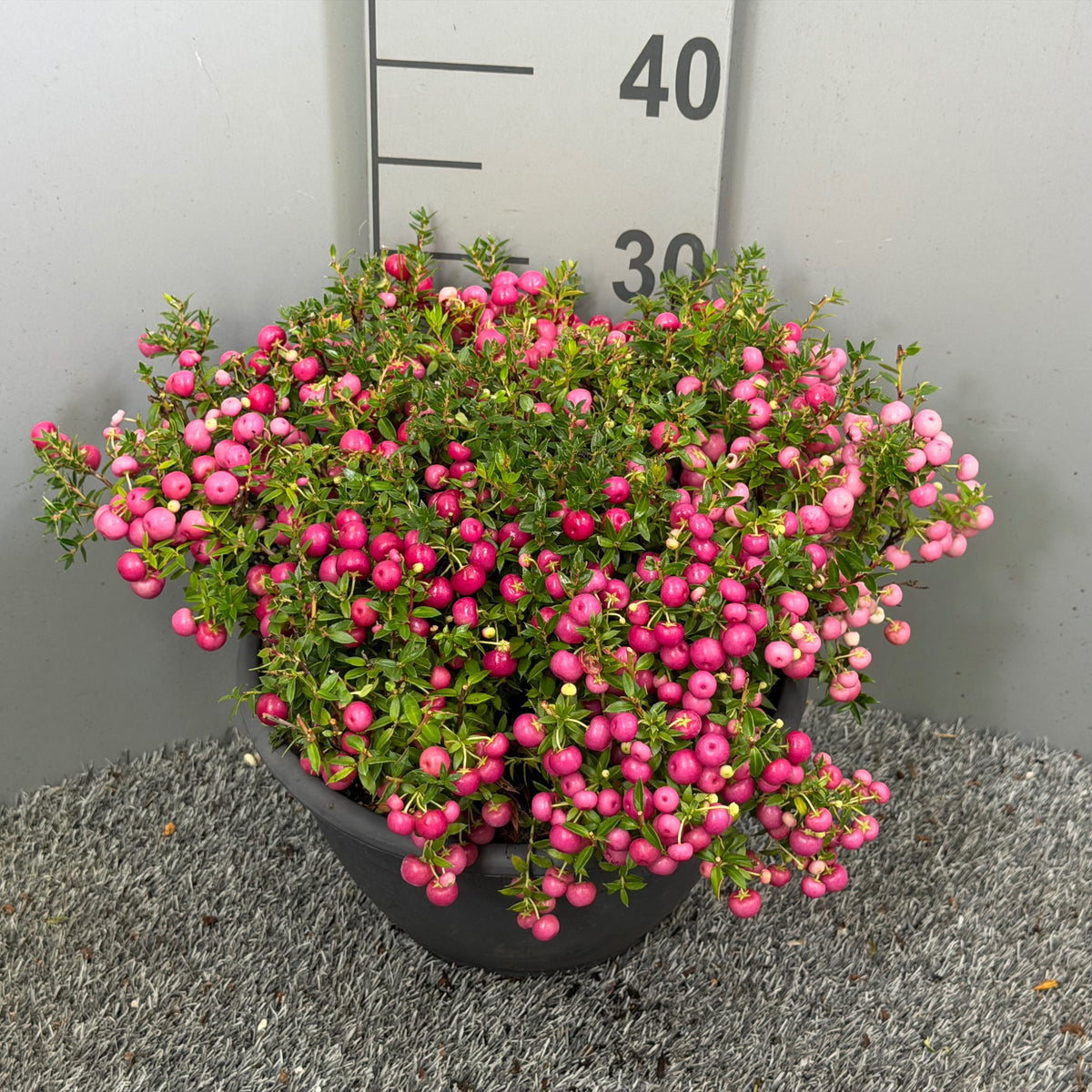Pernettya mucr. pink 42cm 25cm Pot