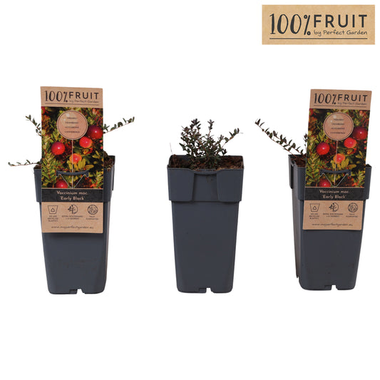 Vaccinium macrocarpon 31cm 15cm Pot