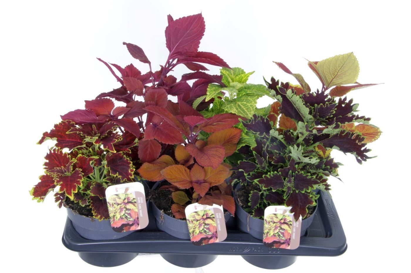 Coleus mix 40cm 17cm Pot