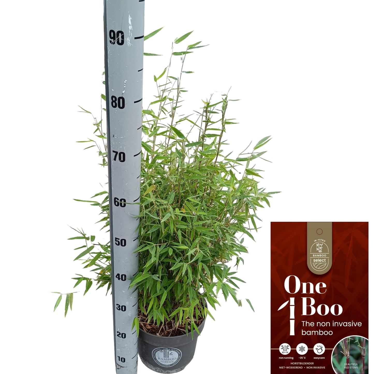 Fargesia Red Dragon 80cm 23cm Pot