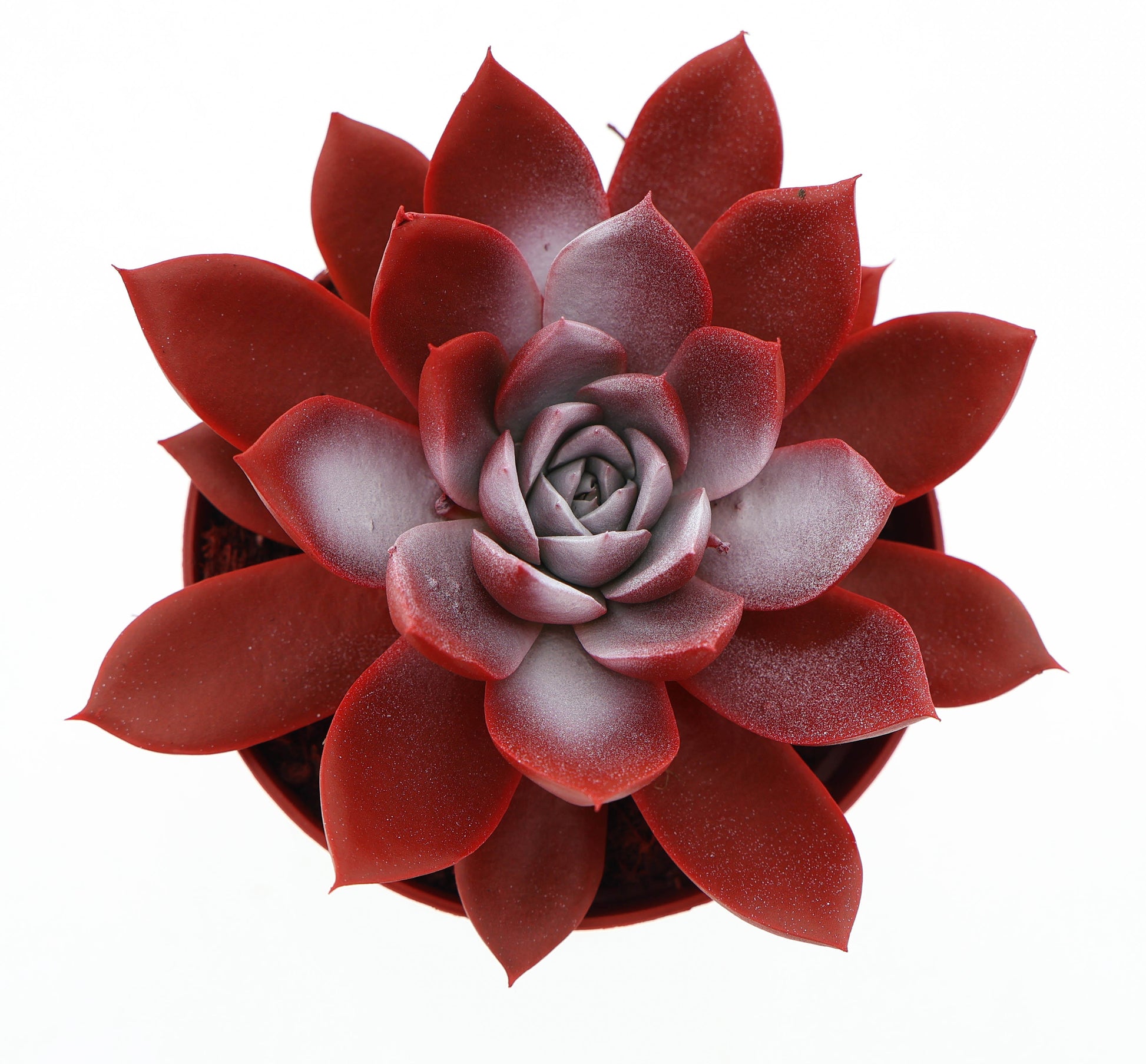 Rainbow Switzerland 10cm Special Pot (508)