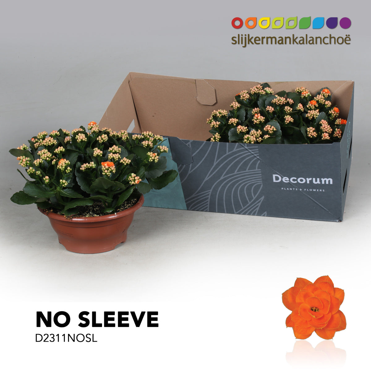 Kalanchoe Sumo Orange 28cm 23cm Pot