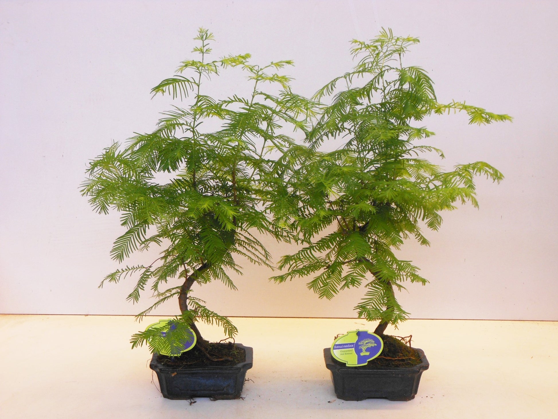 Metasequoia glyptostroboides 35cm 15cm Pot