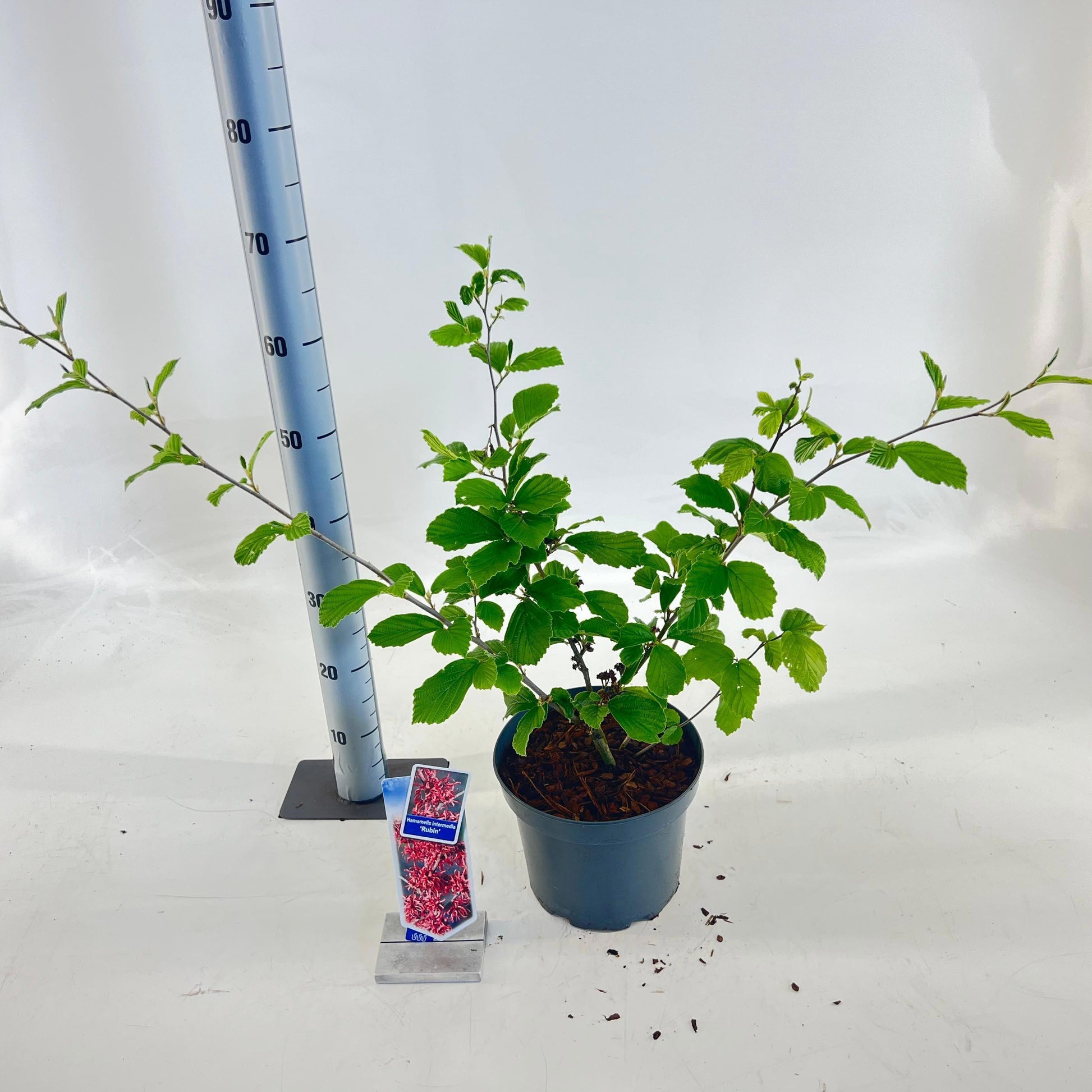 About Plants Zundert BV Hamamelis int. Rubin Pack of 1
