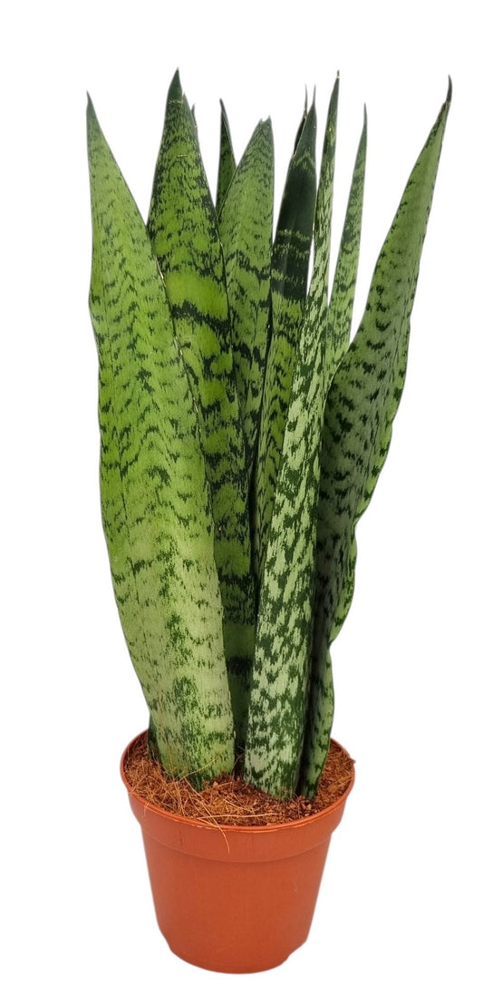 Sansevieria Zeylanica 45cm 14cm Pot
