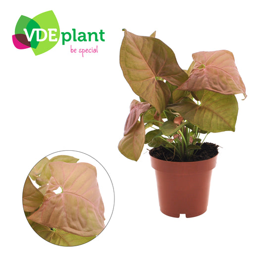 Syngonium podophyllum 25cm 12cm Pot