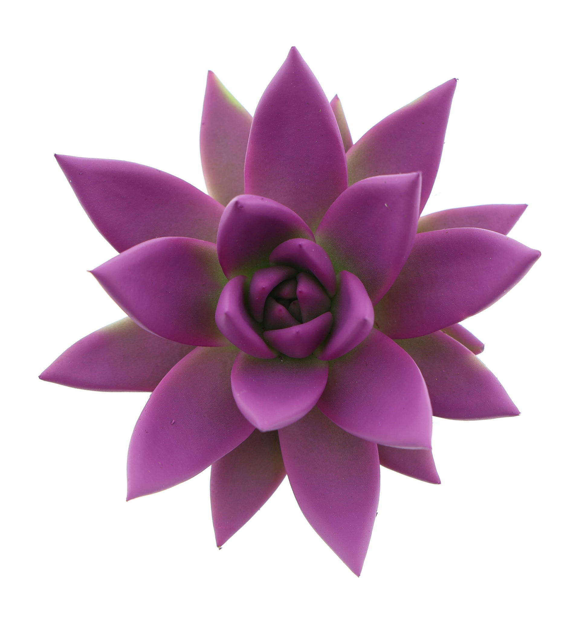 Euro Cactus Holland Bv Rainbow fuchsia Pack of 16