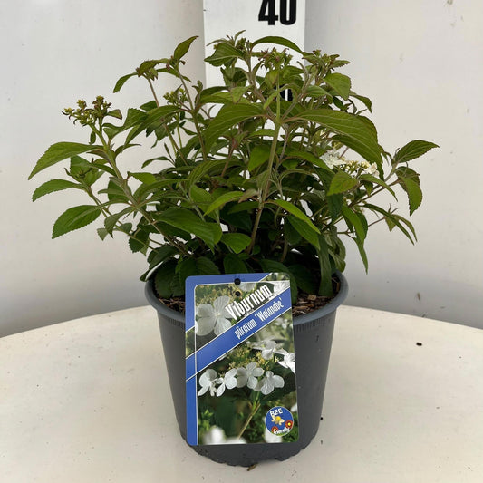 Viburnum plic. Watanabe 40cm 19cm Pot