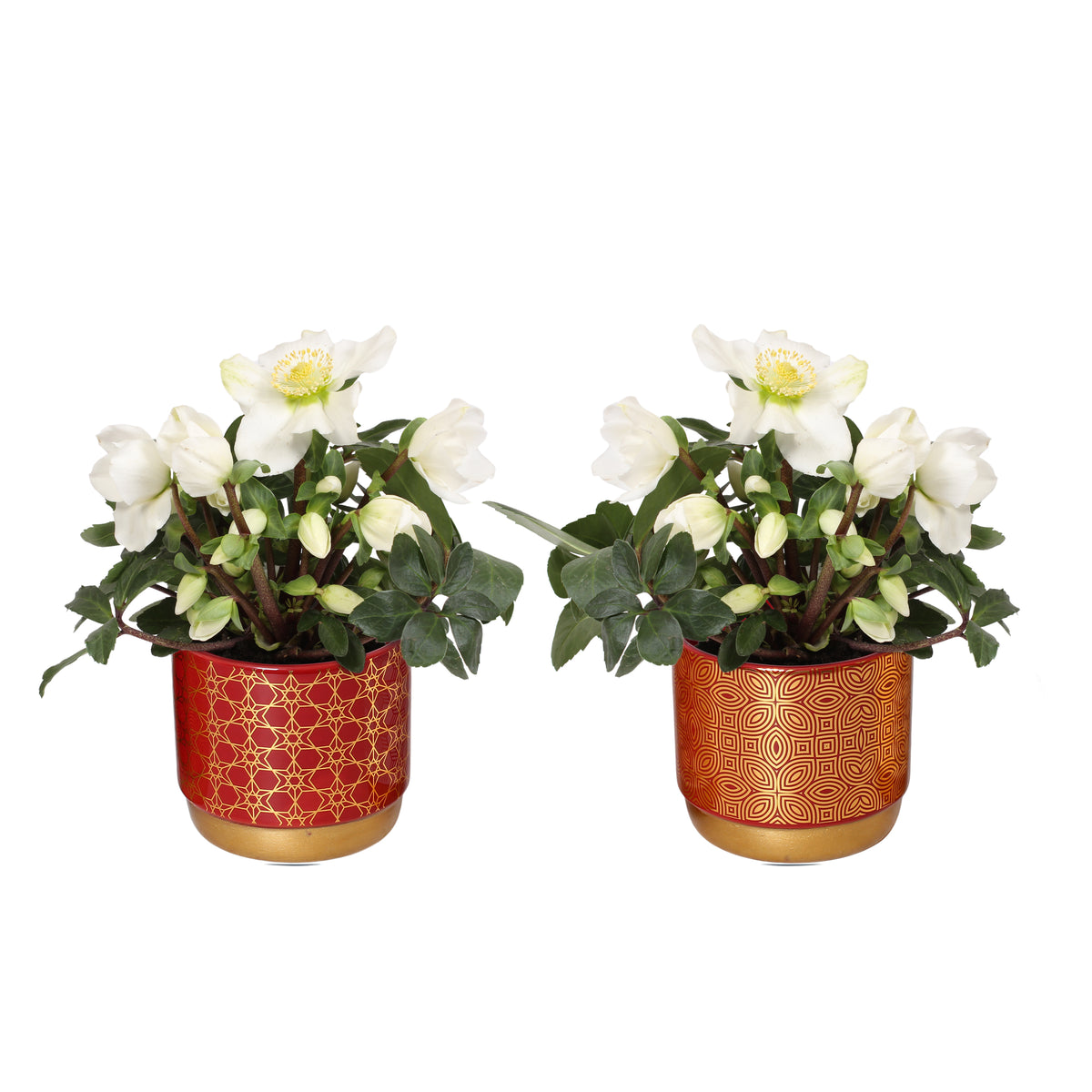 Helleborus niger Christmas Carol 25cm 12cm Pot