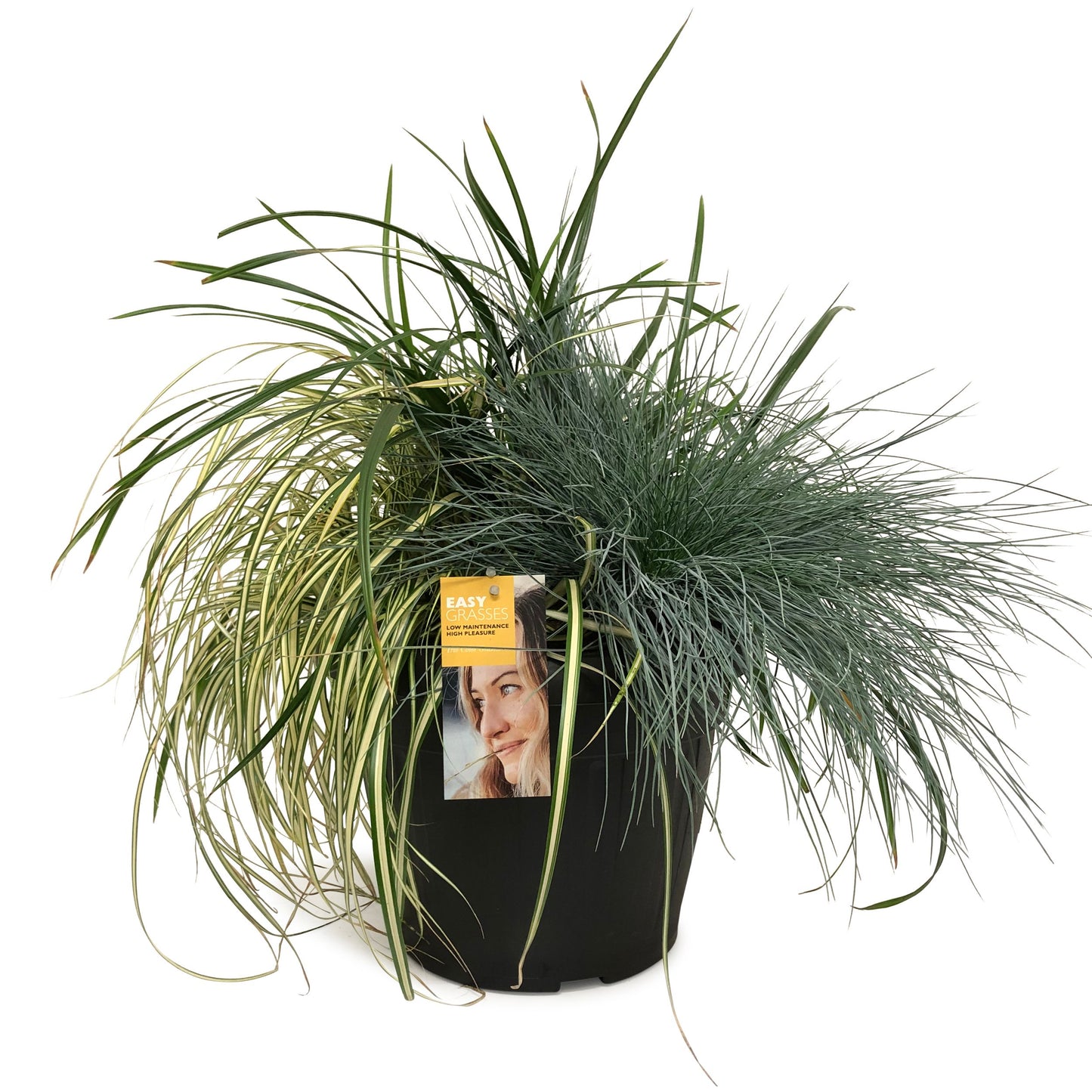 Grasses mix 50cm 30cm Pot