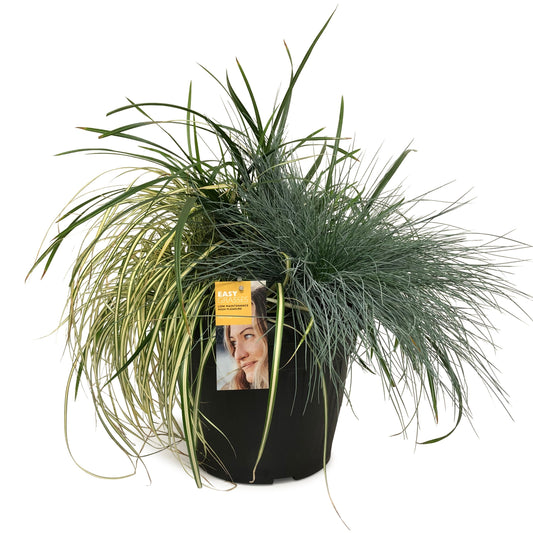 Grasses mix 50cm 30cm Pot