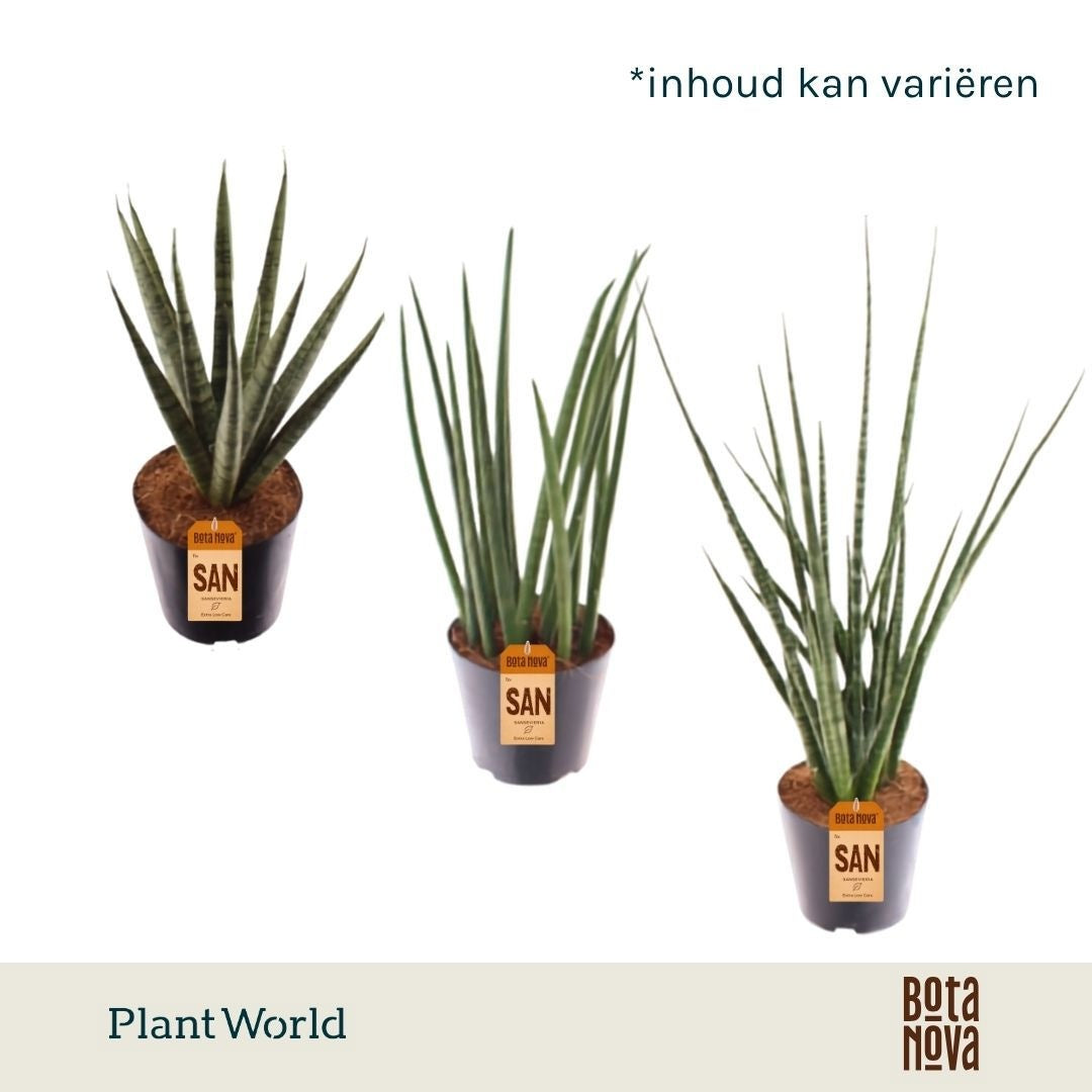 Sansevieria cylindrica 30cm 12cm Pot