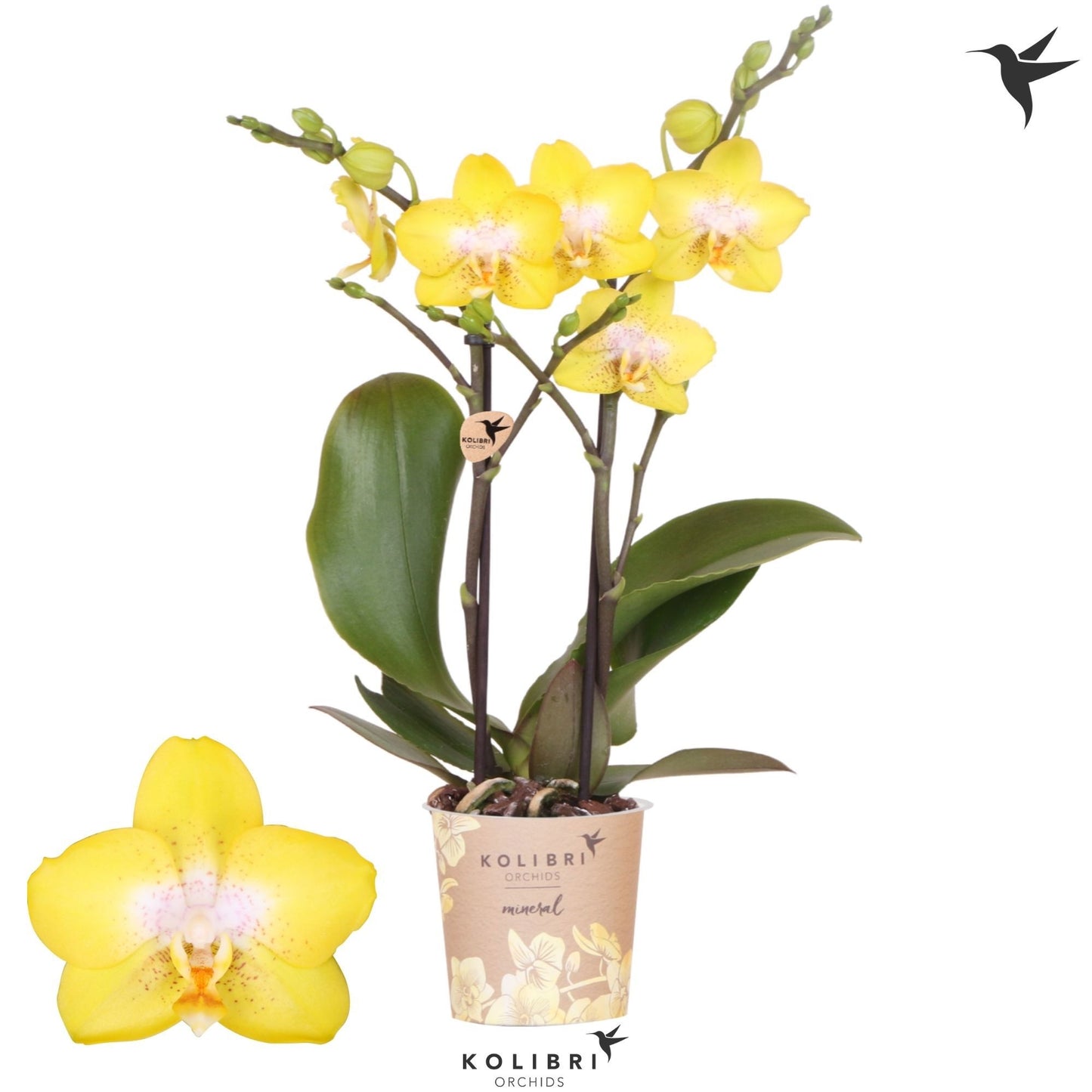 OK Plant Phalaenopsis mf. Arezzo Pack of 12