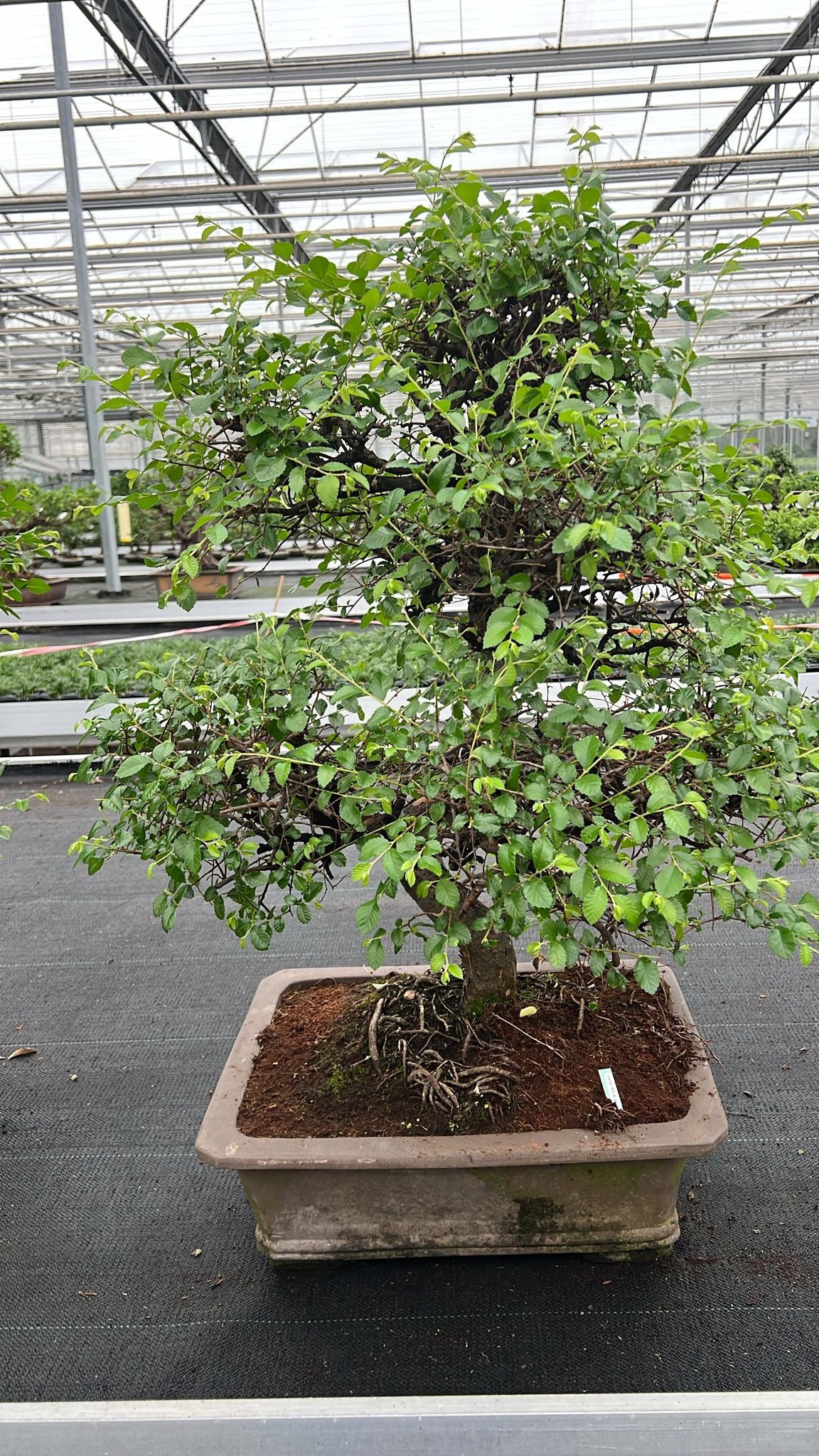Zelkova sp. Bonsai 90cm 46cm Pot
