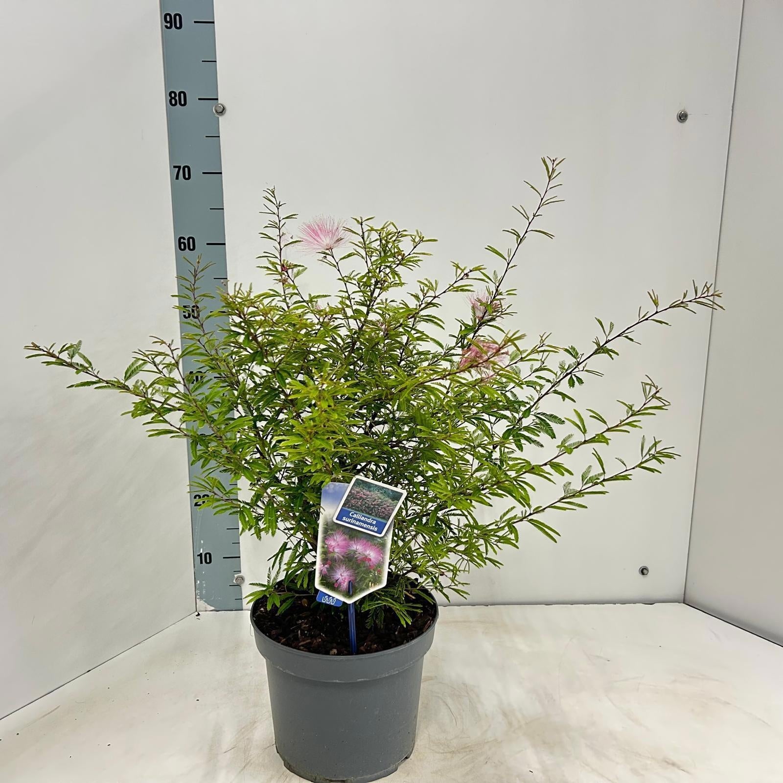 Calliandra sur. Dixie Pink 55cm 23cm Pot