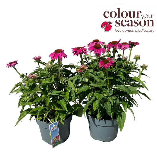 Echinacea pur. Powwow Wild Berry 50cm 19cm Pot