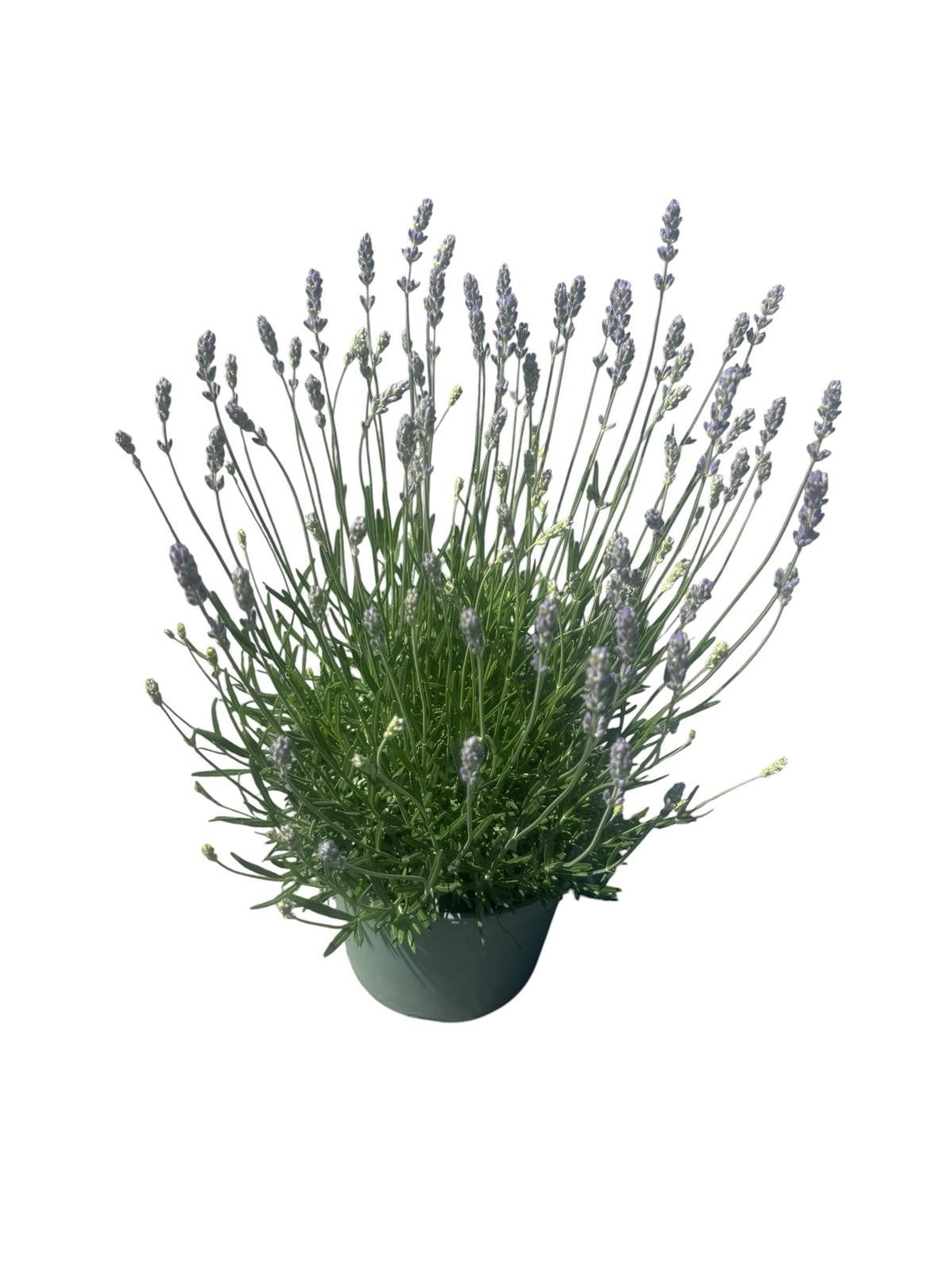 Lavandula Munstead 45cm 19cm Pot