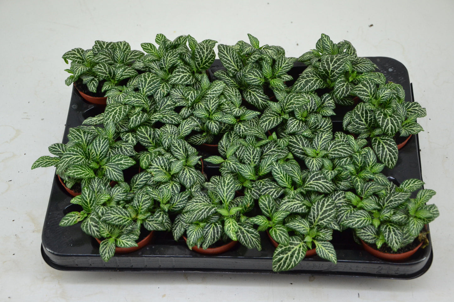 Schoenmakers Verkoop BV Fittonia Mosaic Marble Green Pack of 16