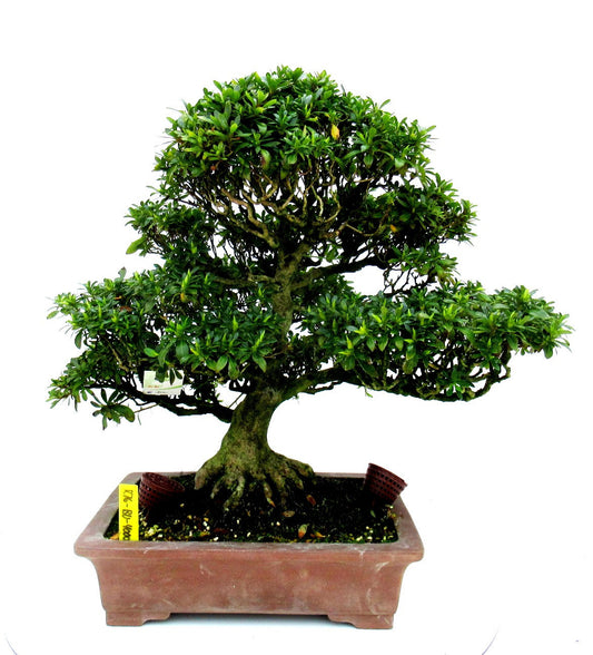 Bonsai Metasequoia Forest 53cm 32cm Pot