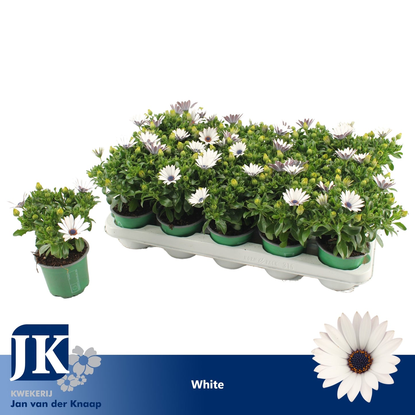 Osteospermum Sunny Felix 25cm 510cm Pot
