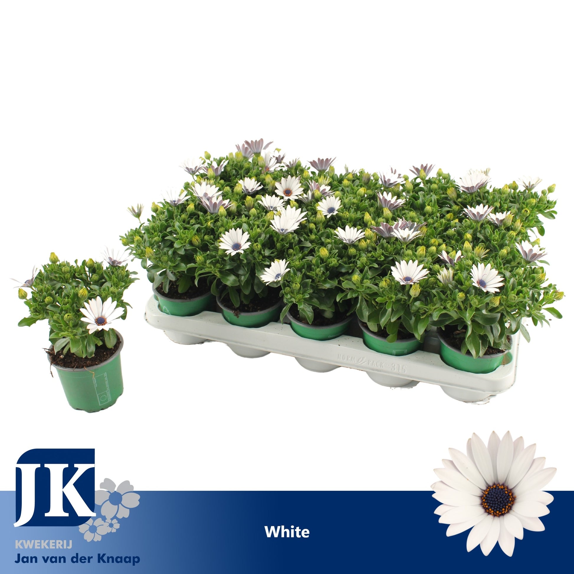 Osteospermum Sunny Felix 25cm 510cm Pot