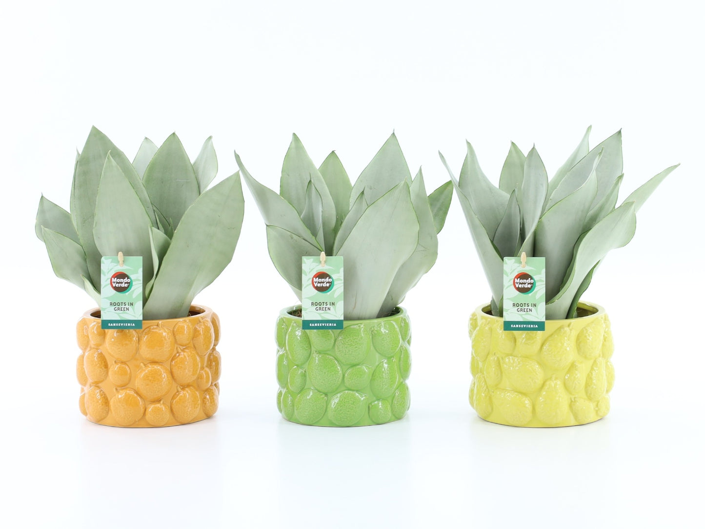 Sansevieria Moonshine 35cm 15cm Pot