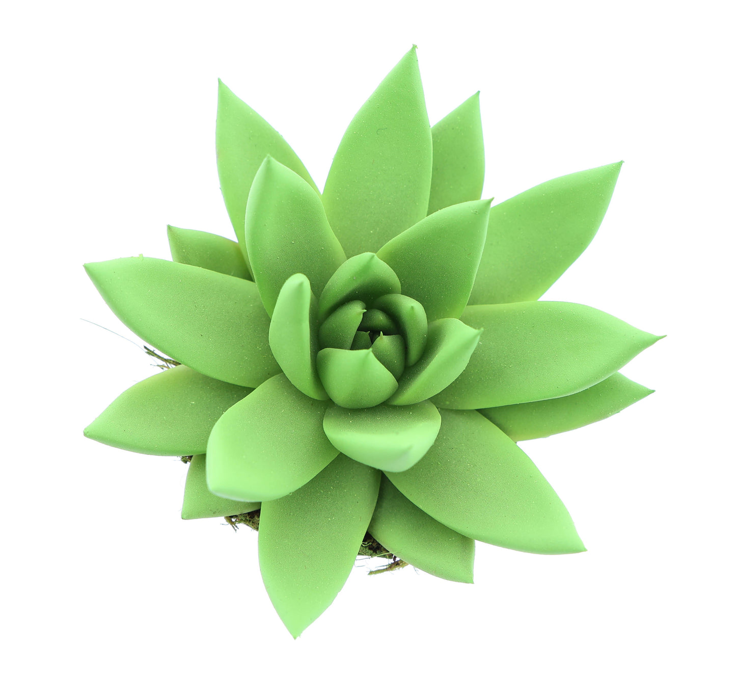 Euro Cactus Holland Bv Rainbow bright green Pack of 16