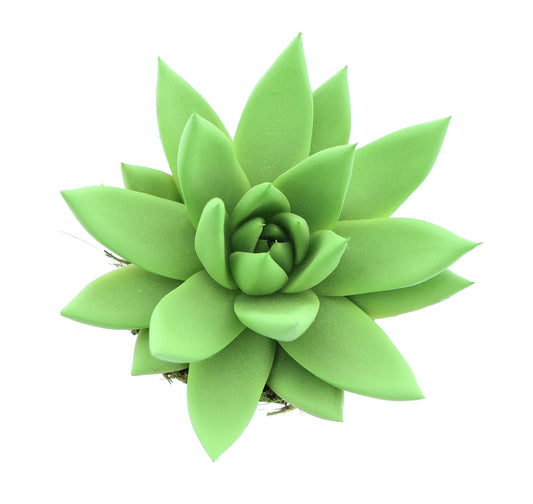 Euro Cactus Holland Bv Rainbow bright green Pack of 16