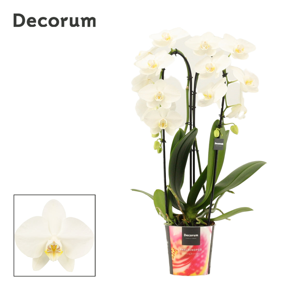 Phalaenopsis white cascade 55cm 12cm Pot