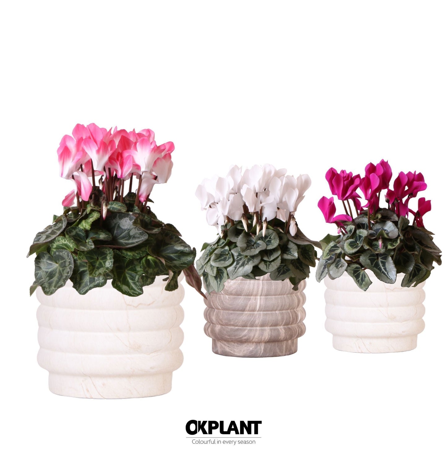 Cyclamen midi 25cm 12cm Pot