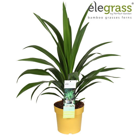 Cordyline australis Emerald Star 100cm 23cm Pot