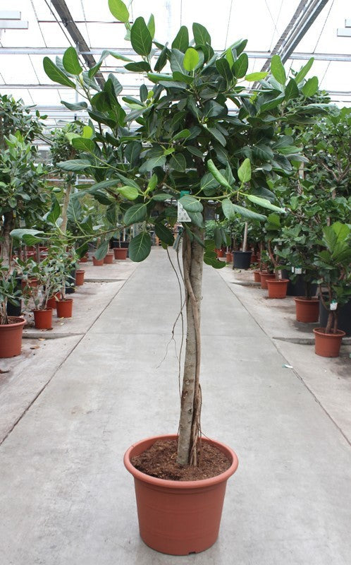 Ficus benghalensis 250cm 55cm Pot