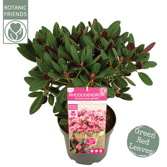 Rhododendron hippophaeoides 60cm 22cm Pot