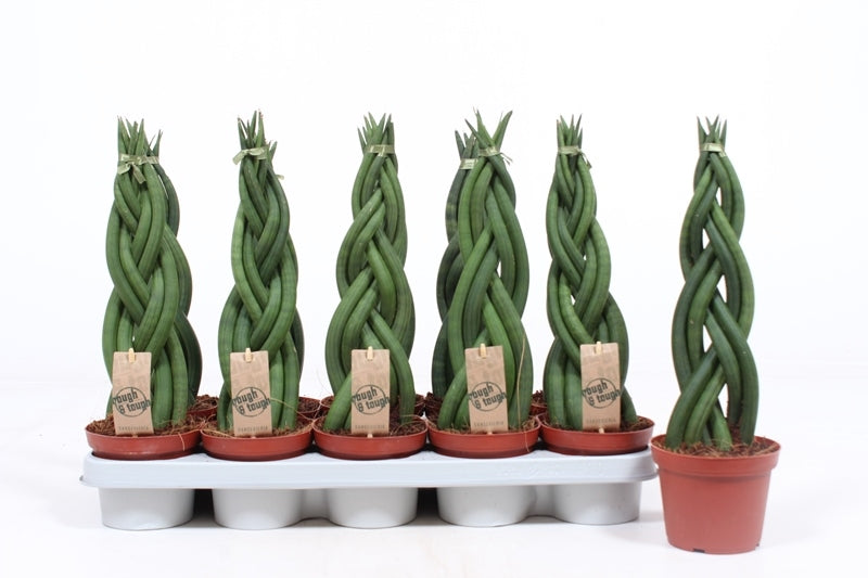 Fachjan BV Sansevieria tri. Twister Pack of 10