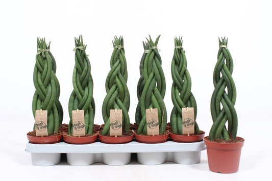 Fachjan BV Sansevieria tri. Twister Pack of 10