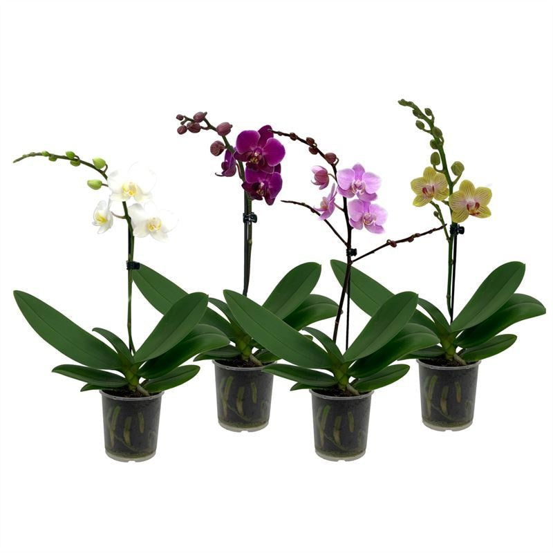 Phalaenopsis mix 35cm 9cm Pot